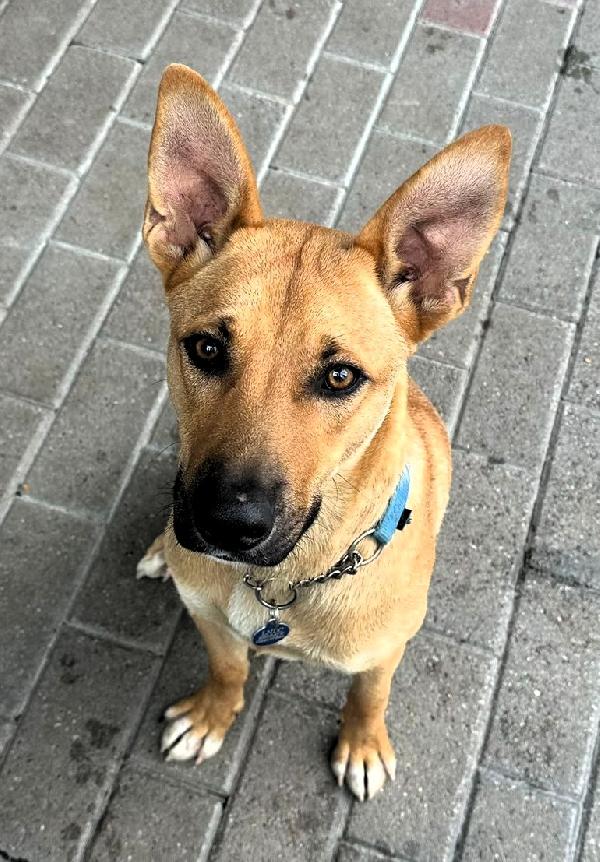 SIMBA LUPETTO  Foto 3